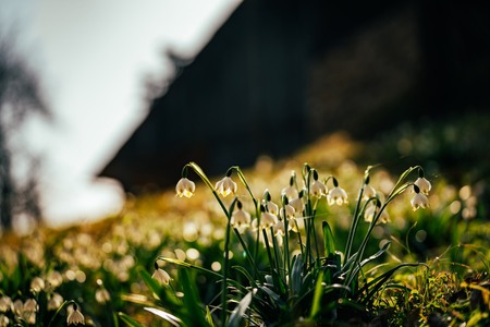 Obrezovanje sadovnjaka ob Prežihovi bajti (4)